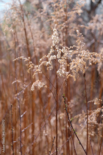 A dry inflorescence of wood small-reed , Calamagrostis epigejos, growing in the forest. A close up of bushgrass in the morning in early spring, selective focus, blurred background