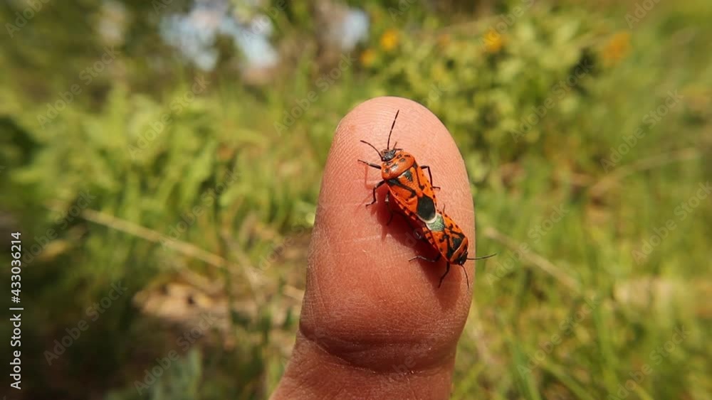 Stockvideo firebugs on the finger. firebug mating. Biologist, Exotic ...