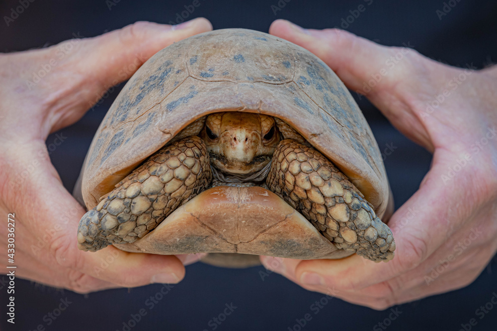 A man hand holding land turtle, Tortoise are reptiles of the order