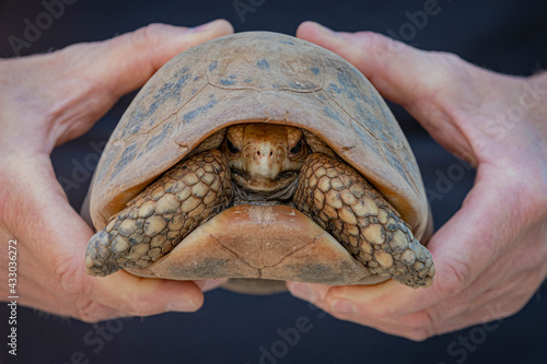 Fotografia A man hand holding land turtle, Tortoise are reptiles of the order Testudines characterized by a special bony or cartilaginous shell developed from their ribs and acting as a shield