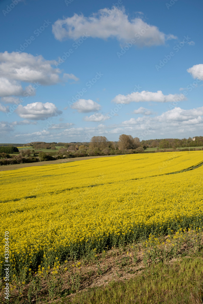 Hampshire, England, UK. 2021. Springtime and a view of rapeseed in flower in the Hampshire countryside at Micheldever.