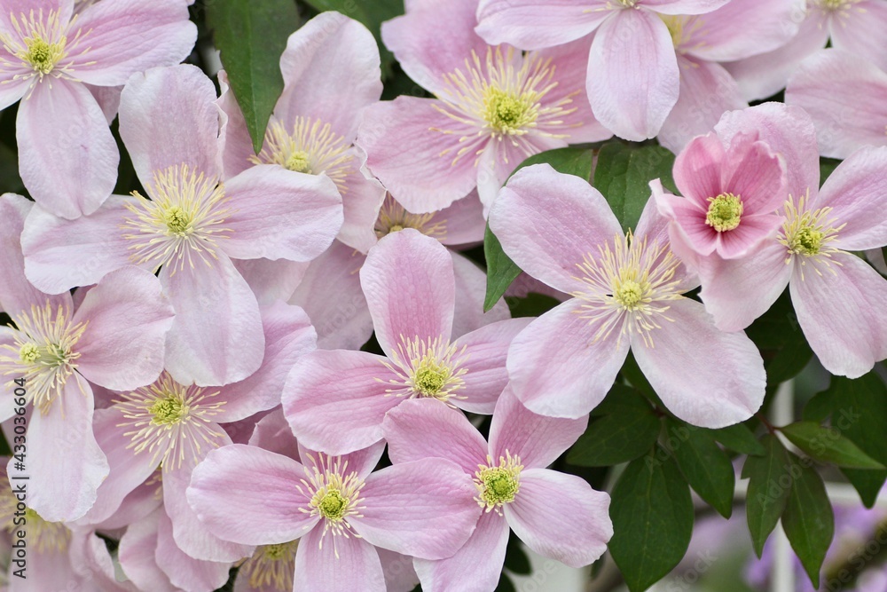 Fototapeta premium ピンク色のクレマチス