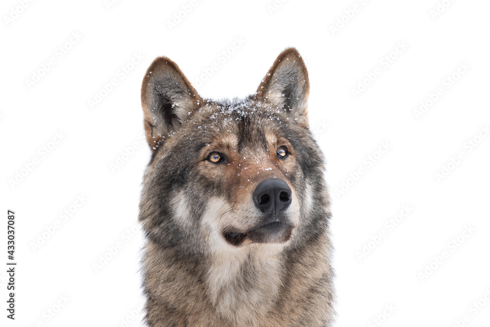 portrait of a gray wolf with snowflakes on the muzzle isolated on white background