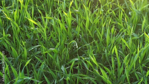 green grass background (seamless loop)