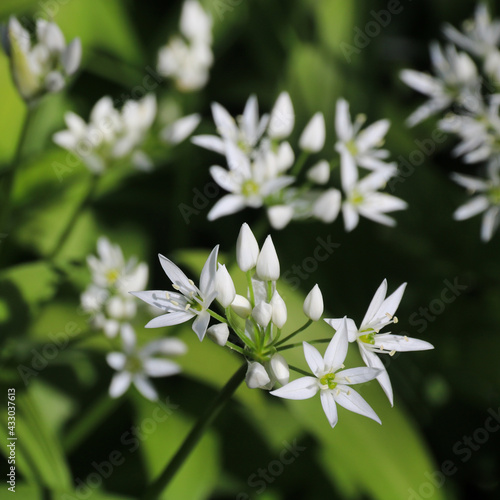 Wild garlic flowers. Allium ursinum.