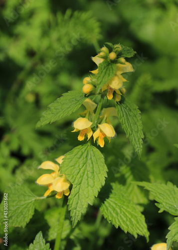 Yellow archangel, lamiastrum galeobdolon. photo