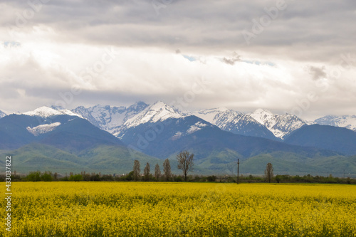 Snowy mountains in background with full bloom yellow rapeseed field during springtime in Romania