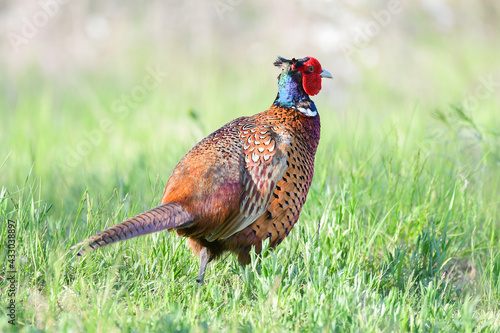 Ringneck Pheasant, Phasianus colchicus in the habitat