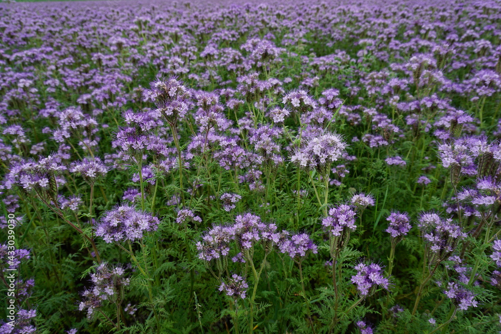 field of honey-giving facelia