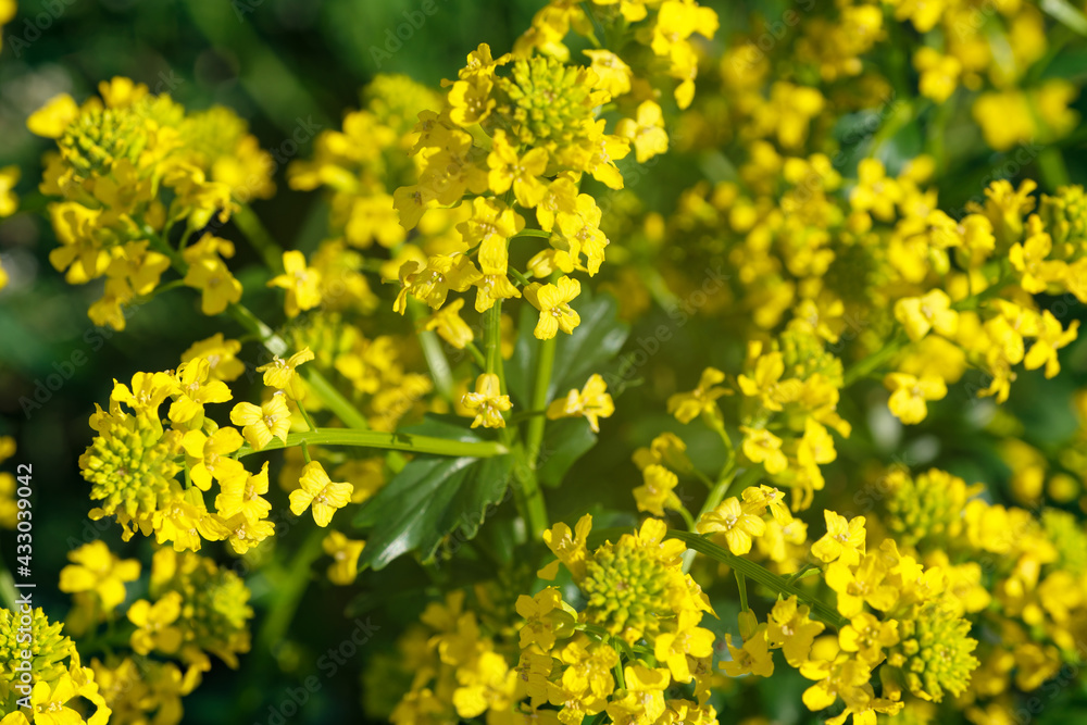 Summer yellow flowers close-up Summer yellow flowers close-up