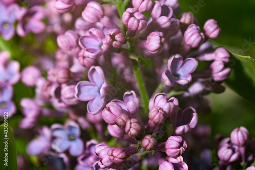 Bunches of flowering lilac bush