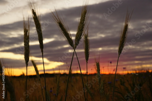 sunset in the field