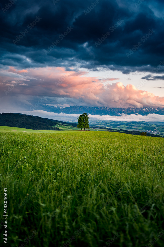 a big basswood tree at sunset in Emmental