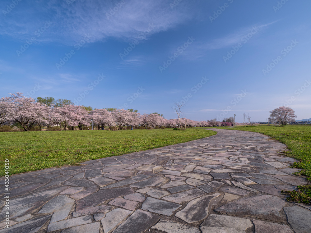【岩手】北上展勝地の桜並木 【岩手】北上展勝地の桜並木