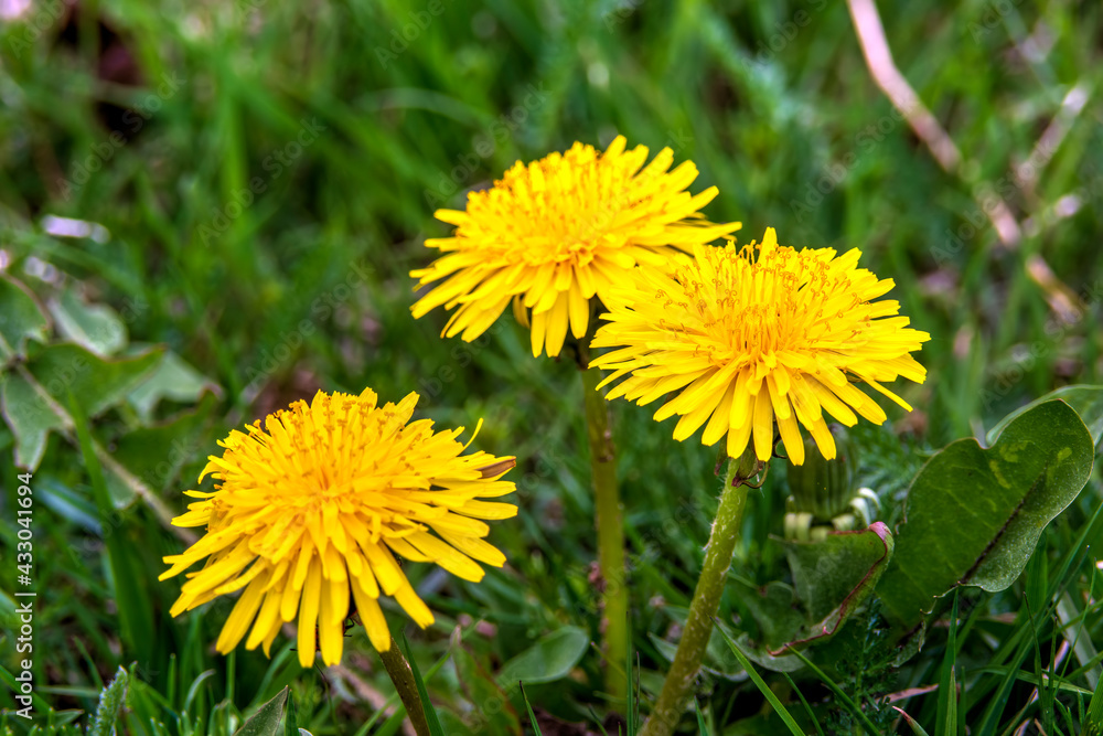 dandelions in the grass