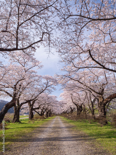 【岩手】北上展勝地の桜並木 © Japatabix