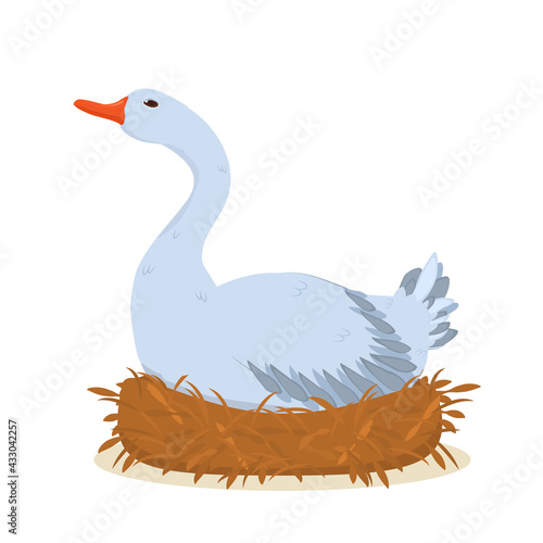 vector illustration of a gray goose sitting in a nest and hatching eggs. Isolated on a white background
