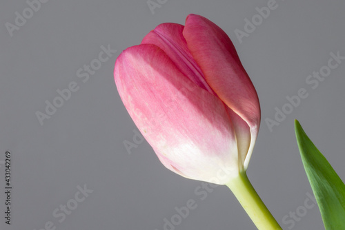 A macro of a vibrant pink tulip garden flower with delicate soft petals and a mint green stem. There's a little yellow on the base of the delicate flower. The background is a blurred grey color.