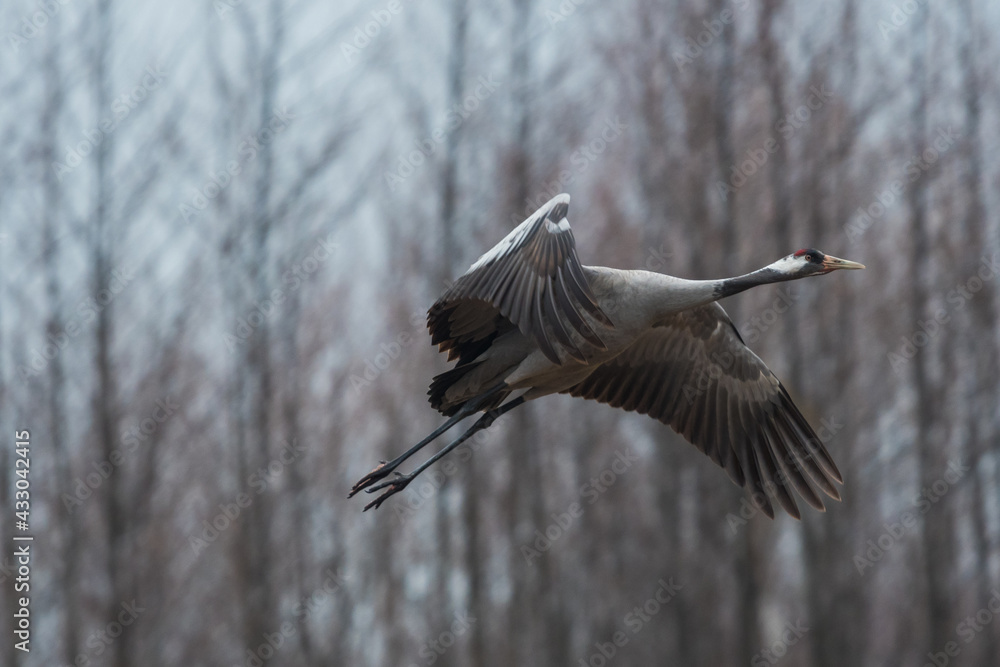Fototapeta premium crane in flight during mating season