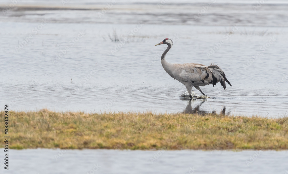 Fototapeta premium a crane wading in the water in spring