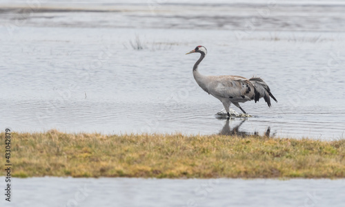 a crane wading in the water in spring © Rafał Bieroza