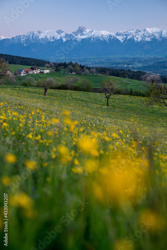 spring meadow in H  utligen with Stockhorn in the distance