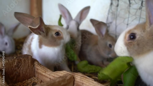 small rabbits eating grass photo