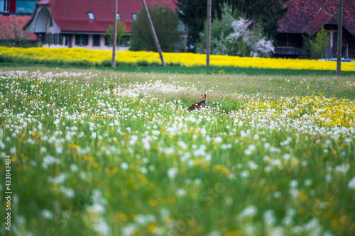 redfox in a spring meadow full of wildflowers in Heimberg photo