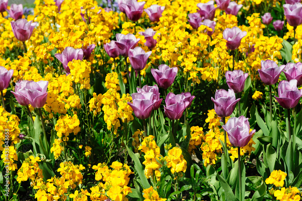 Flowerbed with pink tulips and yellow flowers