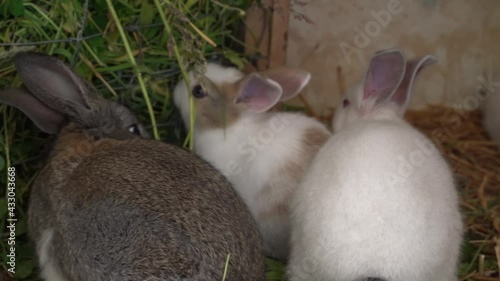 small rabbits eating grass photo