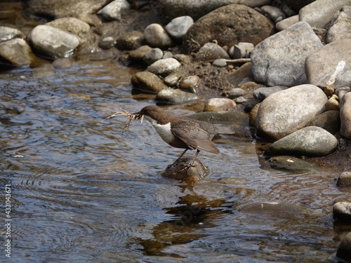 dipper (Cinclus cinclus) with nest building material, perched on rock in fast flowing river