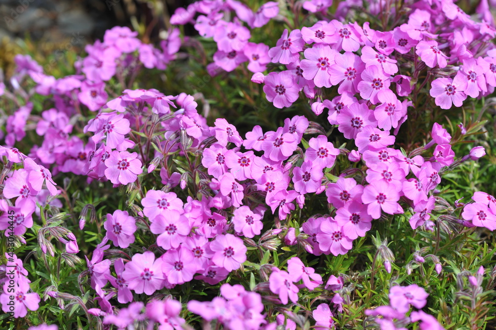 Phlox subulata Blue flowers carpet in the garden Phlox subulata Blue flowers carpet in the garden