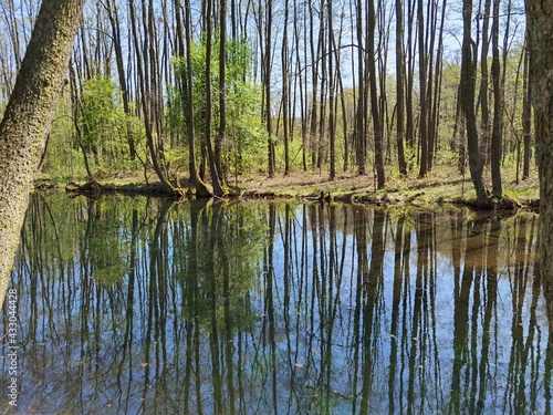 Green pond in the forest  early spring. Swamps