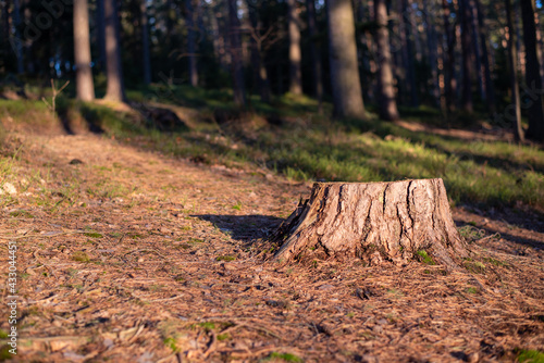 autumn in the forest, tree trunk, forest moss, pine needles, spruce