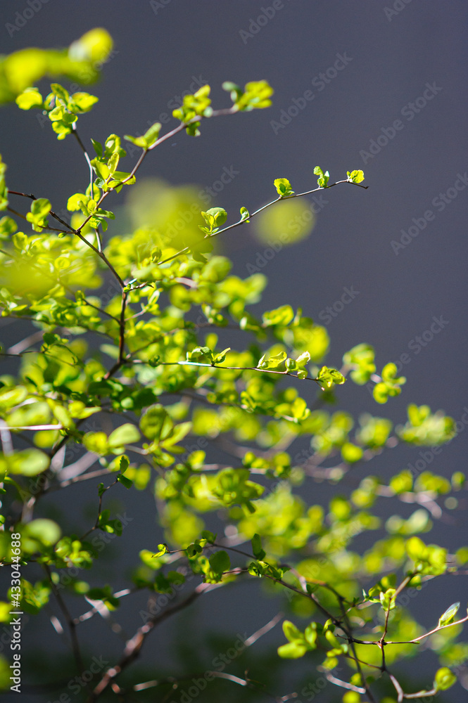 Fresh leaves in a decorative bush in contour light