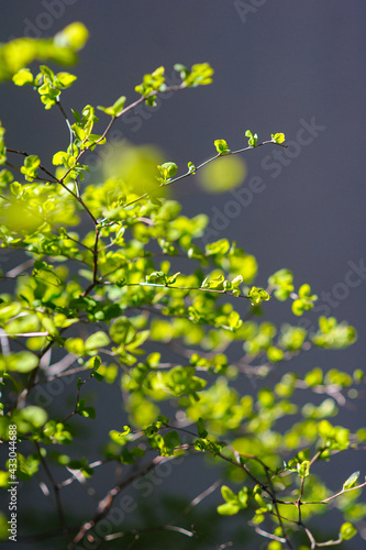 Obraz na płótnie Fresh leaves in a decorative bush in contour light w salonie