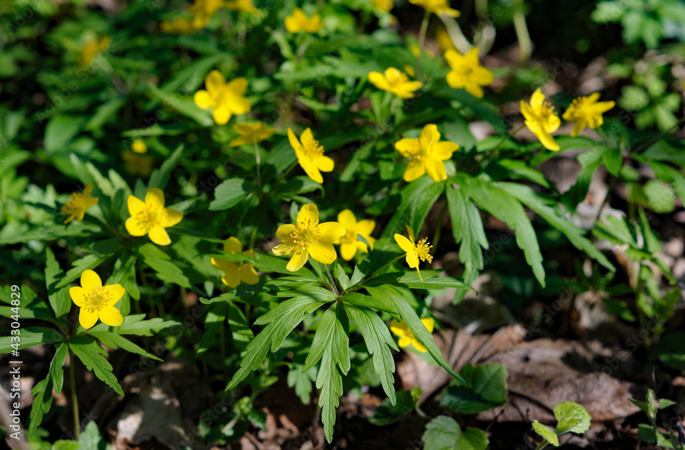 Yellow anemone flowers in a spring time