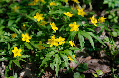 Obraz na płótnie Yellow anemone flowers in a spring time w salonie