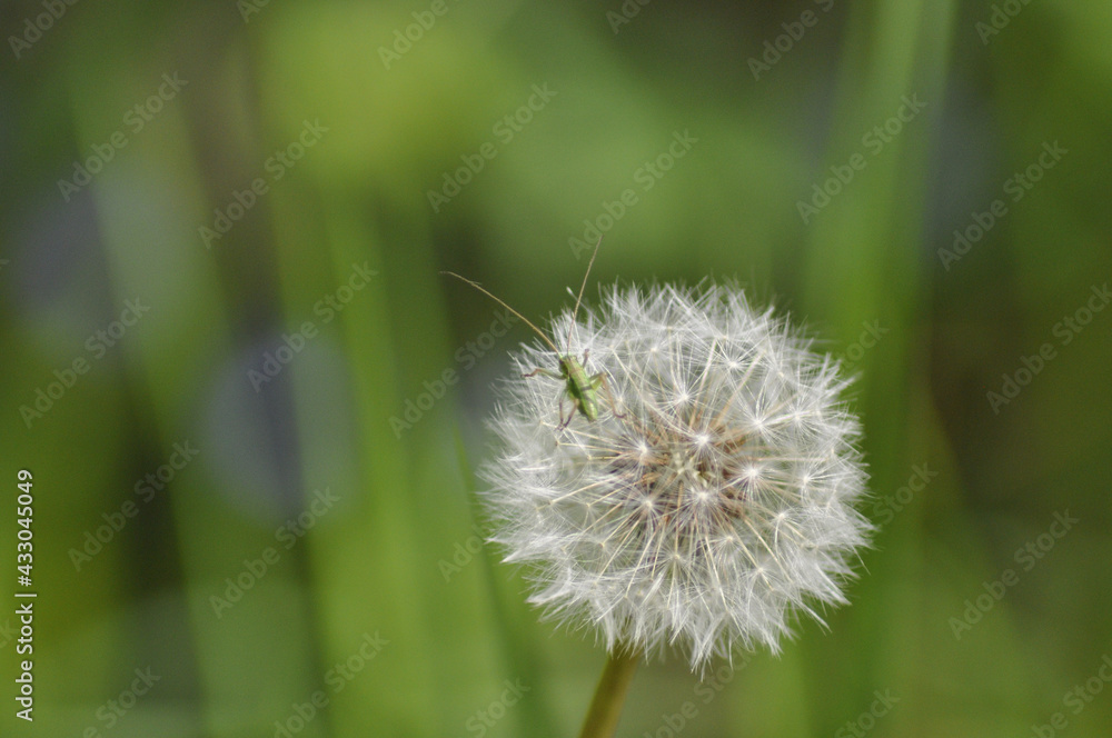Fototapeta premium dandelion head