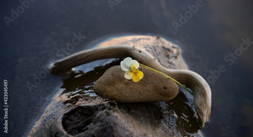 flower and stone on the edge of the pond. peaceful composition