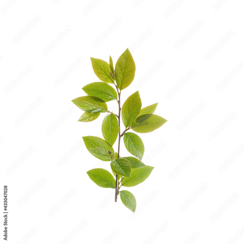 Twig with green leaves isolated on white background