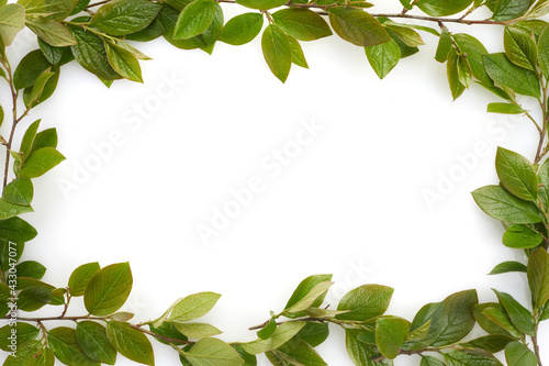 Green leaves border isolated on white background © vetre