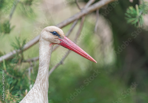 portrait of a white stork