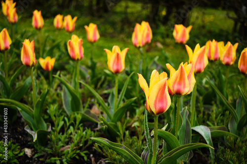 Multicolored red and yellow tulips