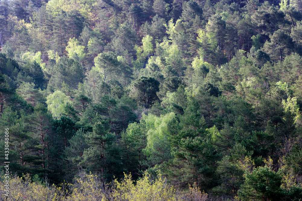 Fontainebleau forest, green texture in Ile-De-France country Fontainebleau forest, green texture in Ile-De-France country