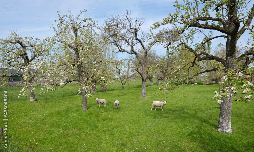 sheep and lambs in spring orchard under blue sky sheep and lambs in spring orchard under blue sky