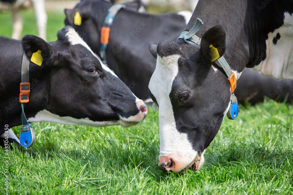heads of black and white spotted cows closeup in meadow heads of black and white spotted cows closeup in meadow