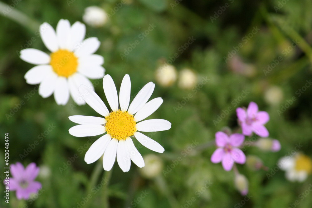 Fototapeta premium Fleurs des champs et paquerette