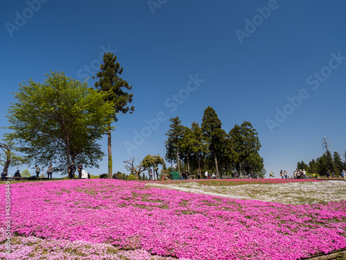 【埼玉】秩父 羊山公園の満開の芝桜と青空