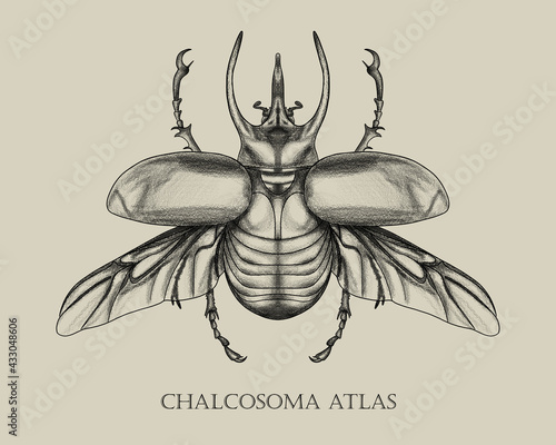 Chalcosoma atlas beetle anatomy biology book insect photo